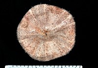 藏品(裸軟海膽)的圖片