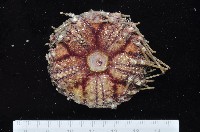 藏品(裸隱肛海膽)的圖片