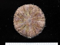 藏品(日本毛冠海膽)的圖片