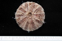 藏品(芮氏刻肋海膽)的圖片