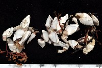 藏品(鵝茗荷)的圖片