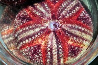 藏品(輻星肛海膽)的圖片