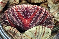 藏品(輻星肛海膽)的圖片