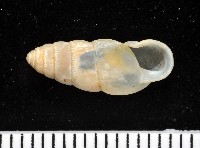 藏品(草包蝸牛)的圖片