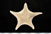 藏品(銳形角海星)的圖片