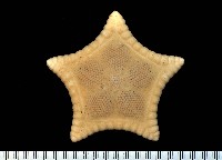 藏品(未知種角海星)的圖片