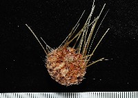 藏品(印度近冠海膽)的圖片