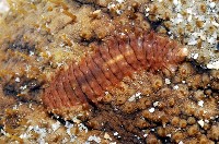 藏品(胃鱗蟲)的圖片