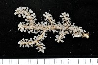 藏品(未知種深海棘軟珊瑚)的圖片