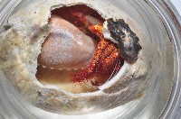 藏品(斑點真寄居蟹)的圖片