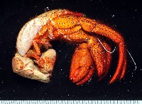 藏品(斑點真寄居蟹)的圖片