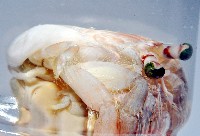 藏品(畸形真寄居蟹)的圖片