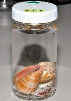 藏品(線斑真寄居蟹)的圖片