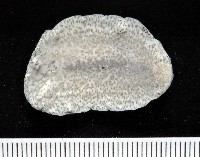 藏品(大盤扁蟲)的圖片