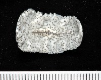 藏品(大盤扁蟲)的圖片