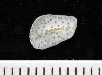 藏品(大盤扁蟲)的圖片