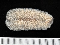 藏品(大盤扁蟲)的圖片