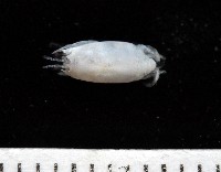 藏品(臺灣鼴鼠蟹)的圖片