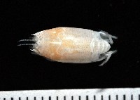 藏品(臺灣鼴鼠蟹)的圖片