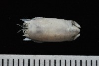 藏品(臺灣鼴鼠蟹)的圖片