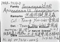 藏品(光齒非擬原足蟲)的圖片