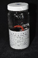 藏品(東界原足蟲)的圖片