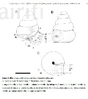 藏品(知本小班蝸)的圖片