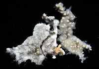 藏品(二段海鞘之一種)的圖片