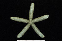 藏品(藍指海星)的圖片