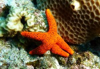 藏品(多孔單鰓海星)的圖片