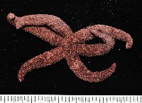 藏品(呂宋棘海星)的圖片