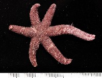 藏品(呂宋棘海星)的圖片