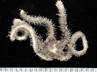 藏品(彩櫛蛇尾)的圖片