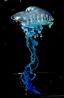 藏品(藍瓶僧帽水母)的圖片