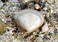 藏品(尖峰蛤)的圖片