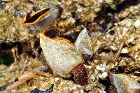 藏品(鵝茗荷)的圖片