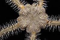 藏品(彩櫛蛇尾)的圖片