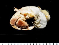 藏品(皺紋(灰白)陸寄居蟹)的圖片