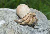 藏品(皺紋(灰白)陸寄居蟹)的圖片