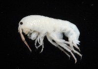 藏品(未知種端足類)的圖片