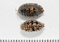 藏品(鼠婦之一種)的圖片