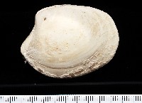 藏品(船首簾蛤)的圖片