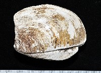 藏品(索足蛤)的圖片