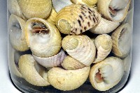 藏品(白肋蜑螺)的圖片