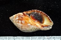 藏品(橄欖螺)的圖片