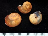 藏品(球蝸牛)的圖片