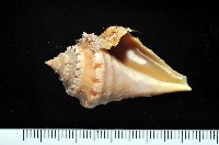 藏品(未知種蜘蛛螺)的圖片