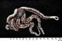 藏品(蜈蚣櫛蛇尾)的圖片