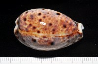 藏品(山貓寶螺)的圖片