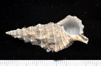 藏品(塔蟹守螺)的圖片